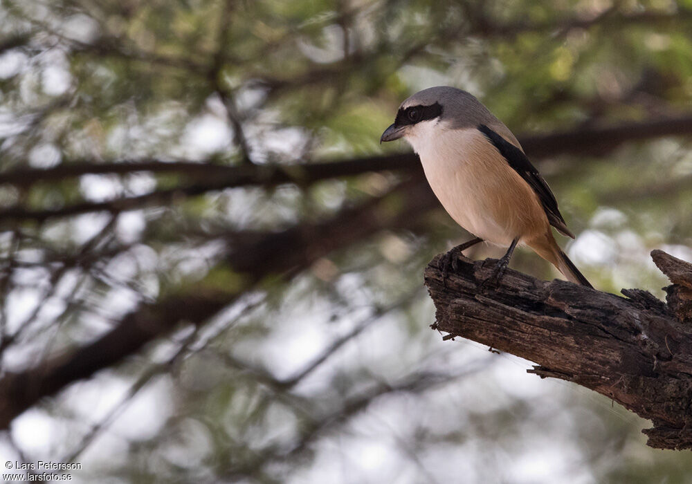 Long-tailed Shrike