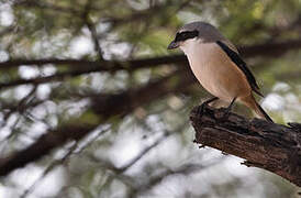 Long-tailed Shrike