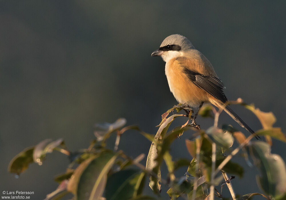 Long-tailed Shrike