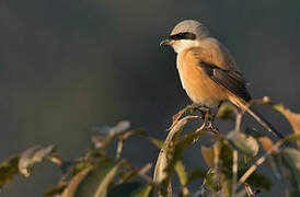 Long-tailed Shrike