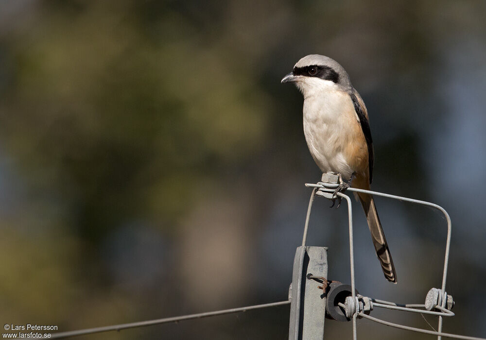 Long-tailed Shrike