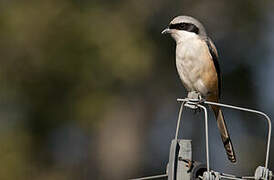 Long-tailed Shrike