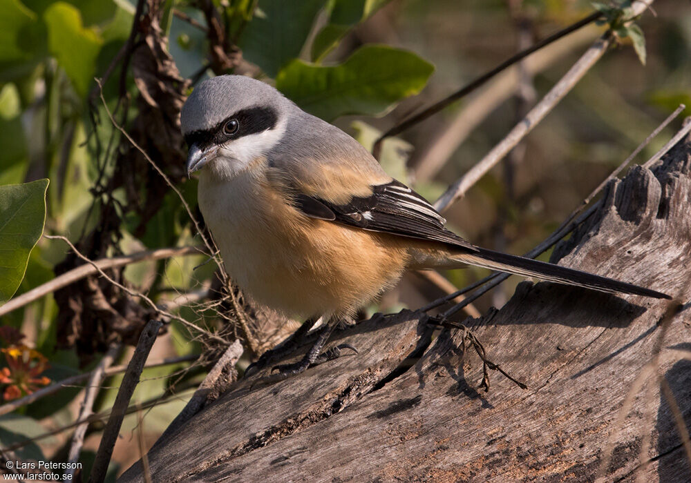 Long-tailed Shrike