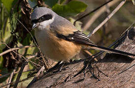 Long-tailed Shrike