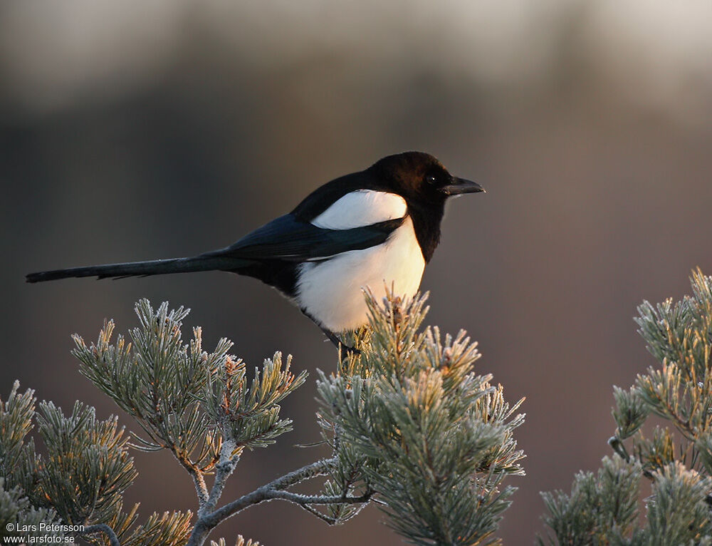 Eurasian Magpie