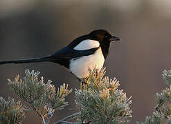 Eurasian Magpie