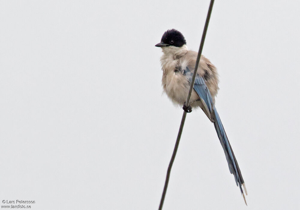 Azure-winged Magpie