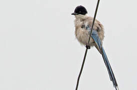 Azure-winged Magpie