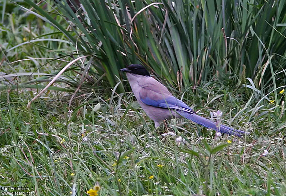 Pie bleueadulte, identification