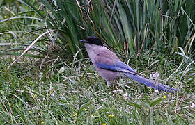 Azure-winged Magpie