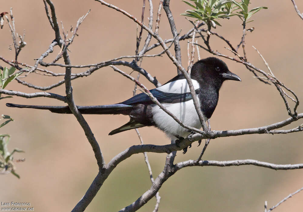 Pie d'Amériqueadulte, identification