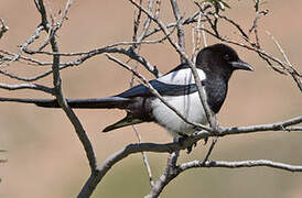 Black-billed Magpie