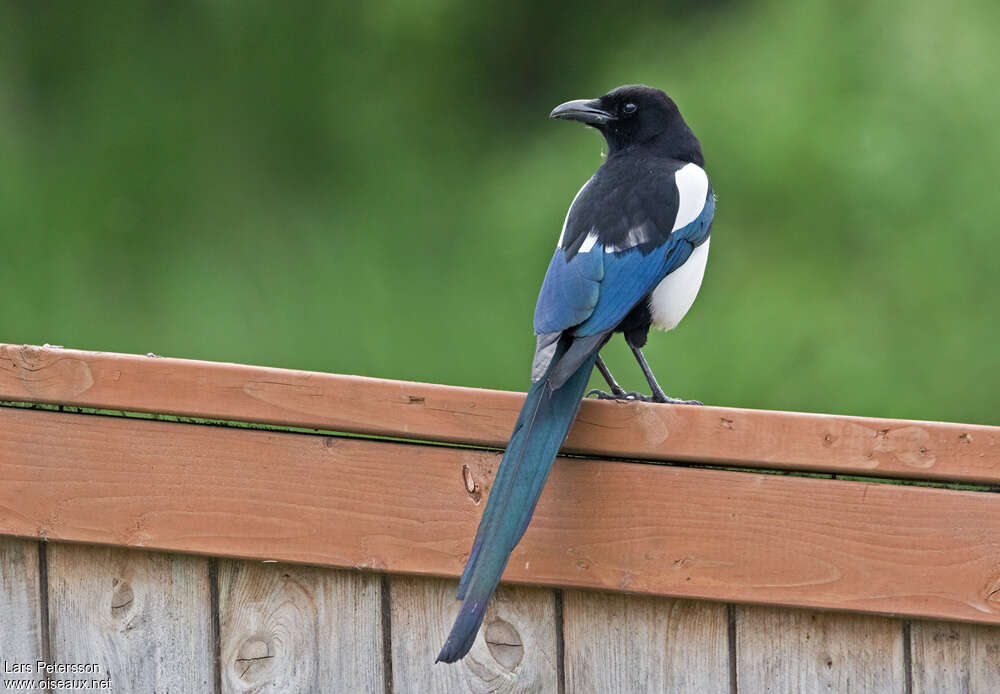 Black-billed Magpieadult, pigmentation