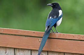 Black-billed Magpie