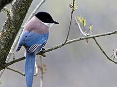 Iberian Magpie