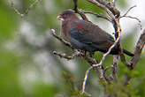 Pigeon à bec rouge