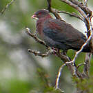 Pigeon à bec rouge