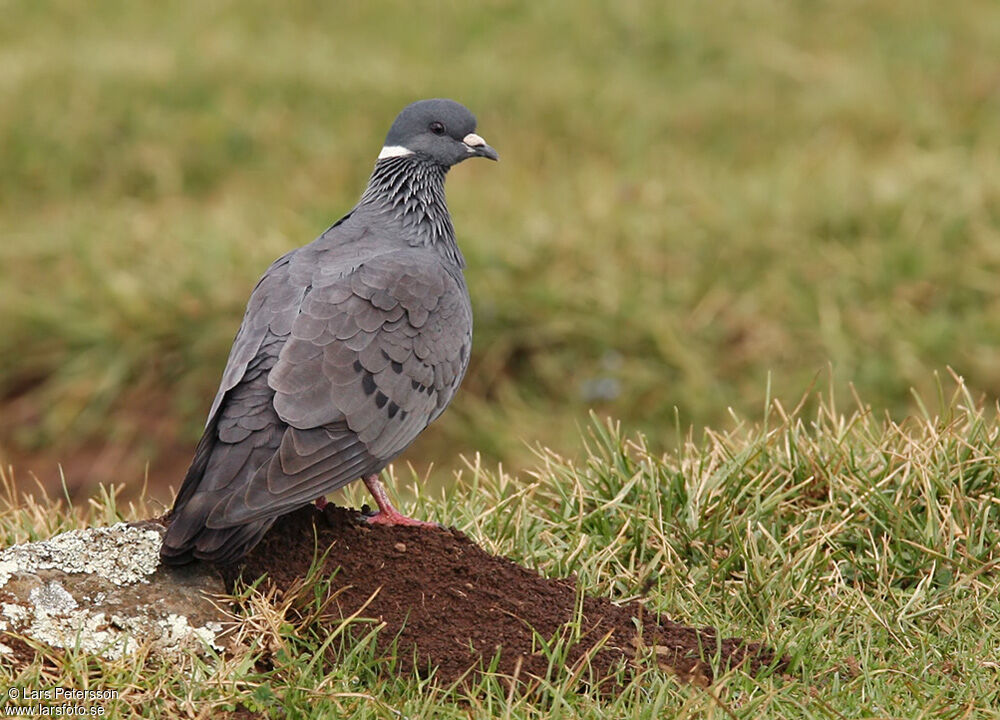 White-collared Pigeon