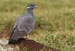 White-collared Pigeon