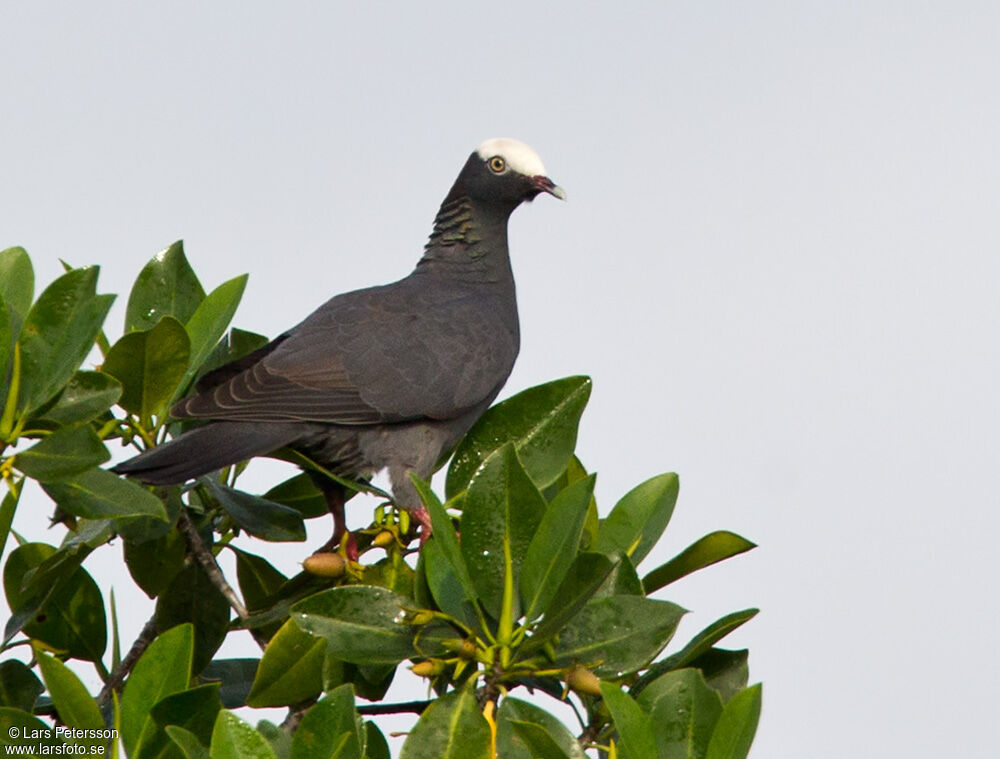 Pigeon à couronne blanche