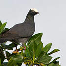 Pigeon à couronne blanche