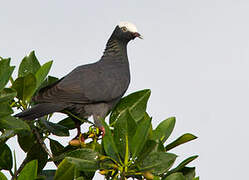 Pigeon à couronne blanche