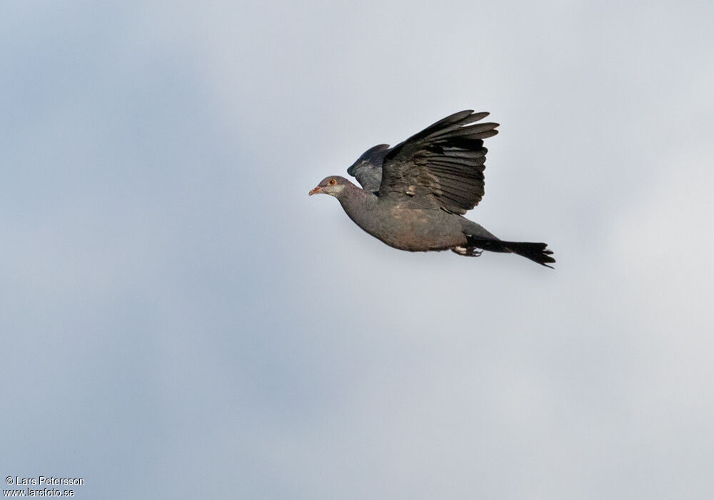 Pigeon à gorge blanche