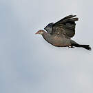 Pigeon à gorge blanche