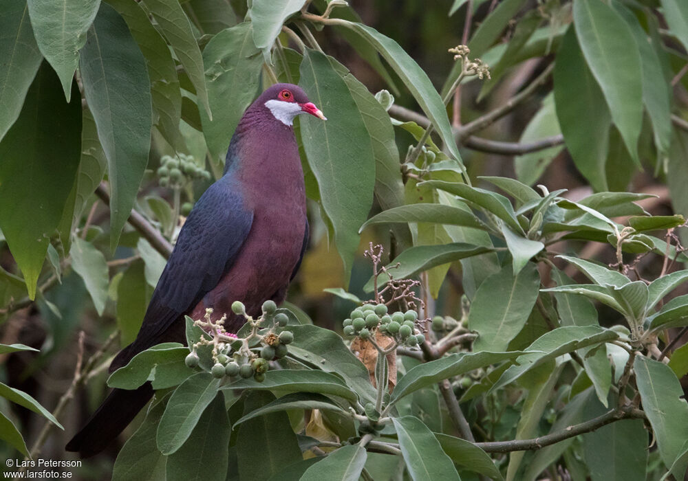 Metallic Pigeon