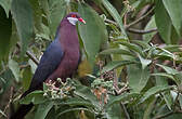 Pigeon à gorge blanche