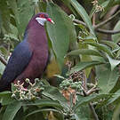 Pigeon à gorge blanche