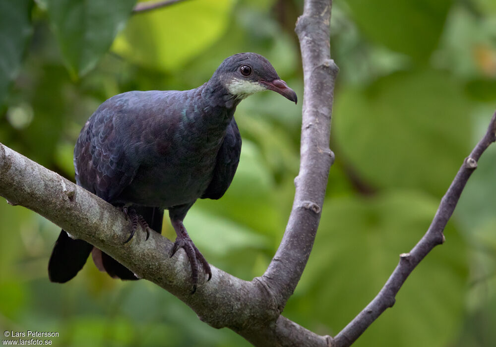 Pigeon à gorge blanche