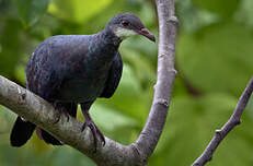 Pigeon à gorge blanche