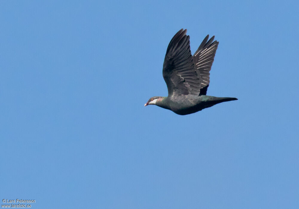 Metallic Pigeon