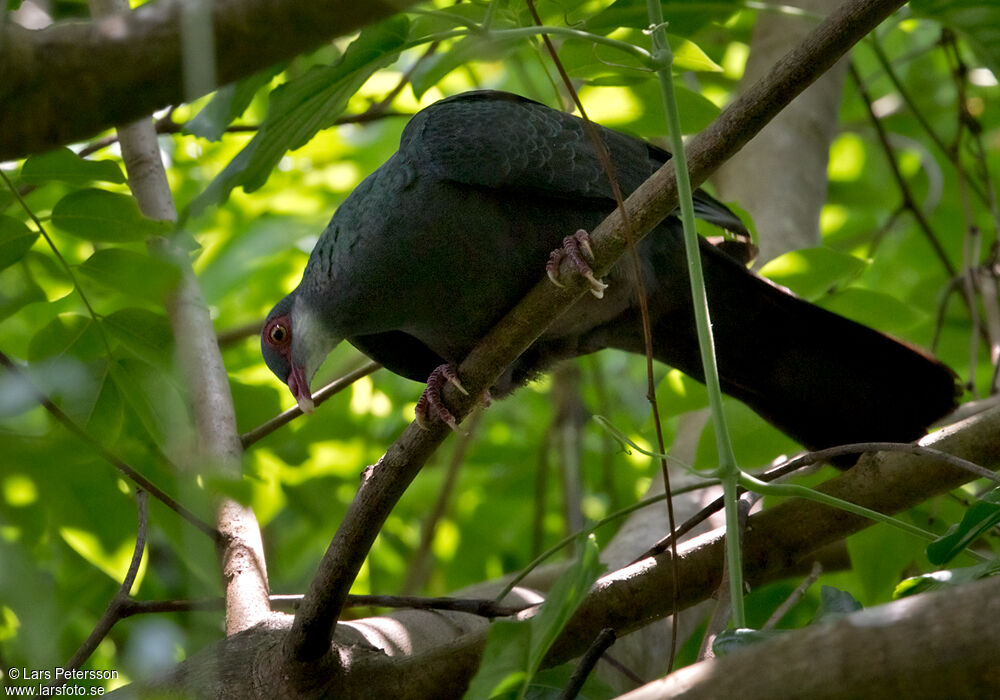 Pigeon à gorge blanche