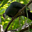 Pigeon à gorge blanche