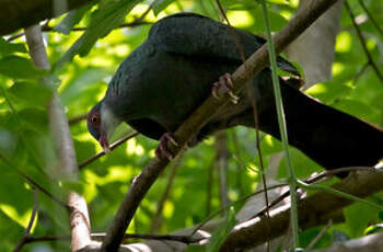 Pigeon à gorge blanche