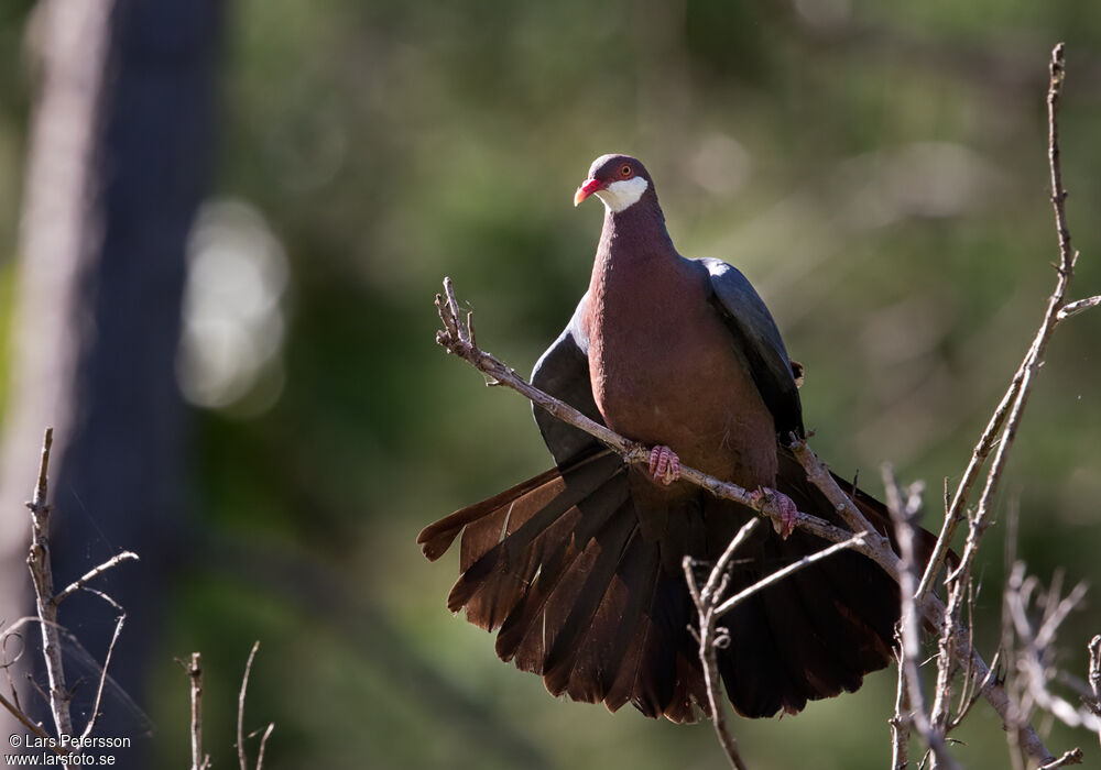 Metallic Pigeon