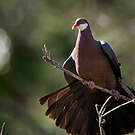 Pigeon à gorge blanche