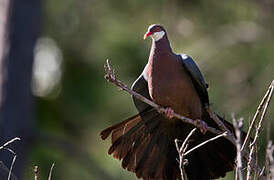 Metallic Pigeon