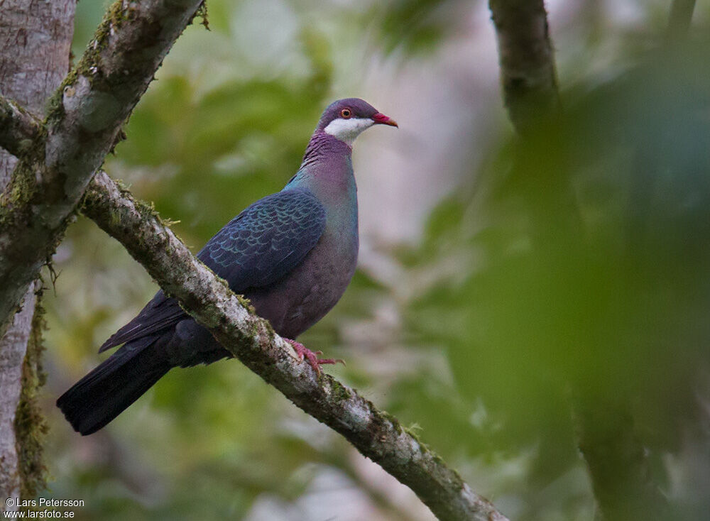 Metallic Pigeon