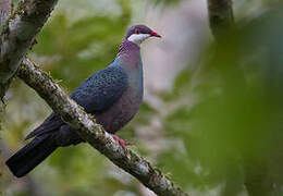 Pigeon à gorge blanche