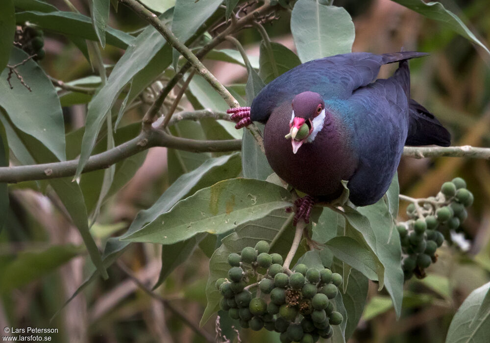 Metallic Pigeon