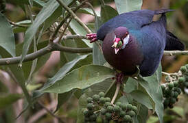 Metallic Pigeon