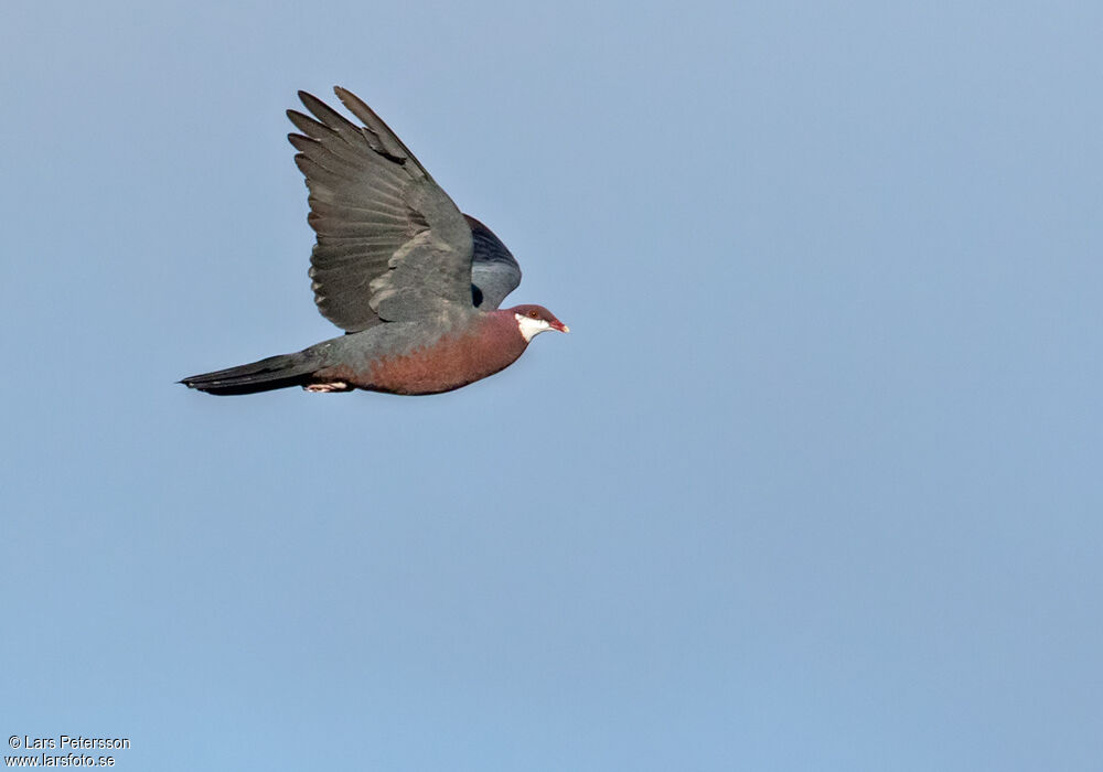 Metallic Pigeon