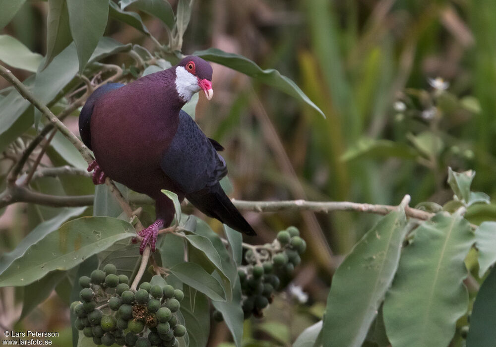 Pigeon à gorge blanche