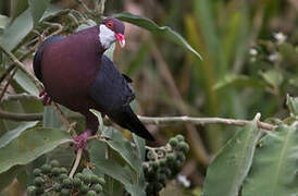 Metallic Pigeon