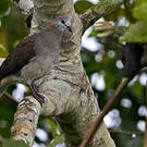 Pigeon à masque blanc