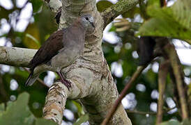 Lemon Dove