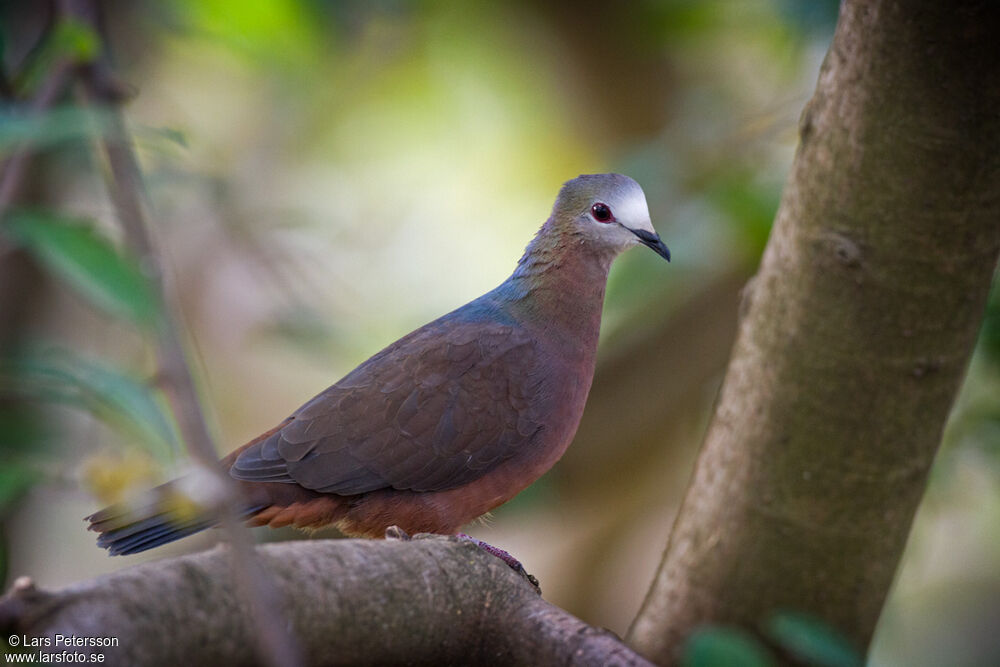 Pigeon à masque blanc